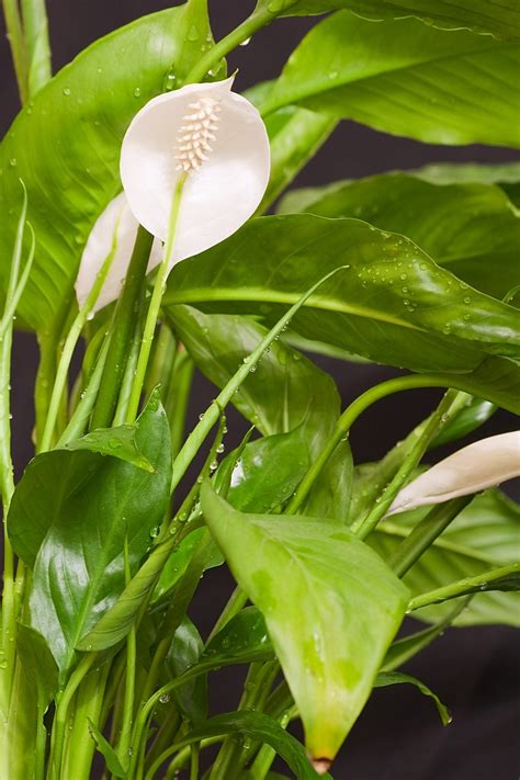 peace lily watering requirements